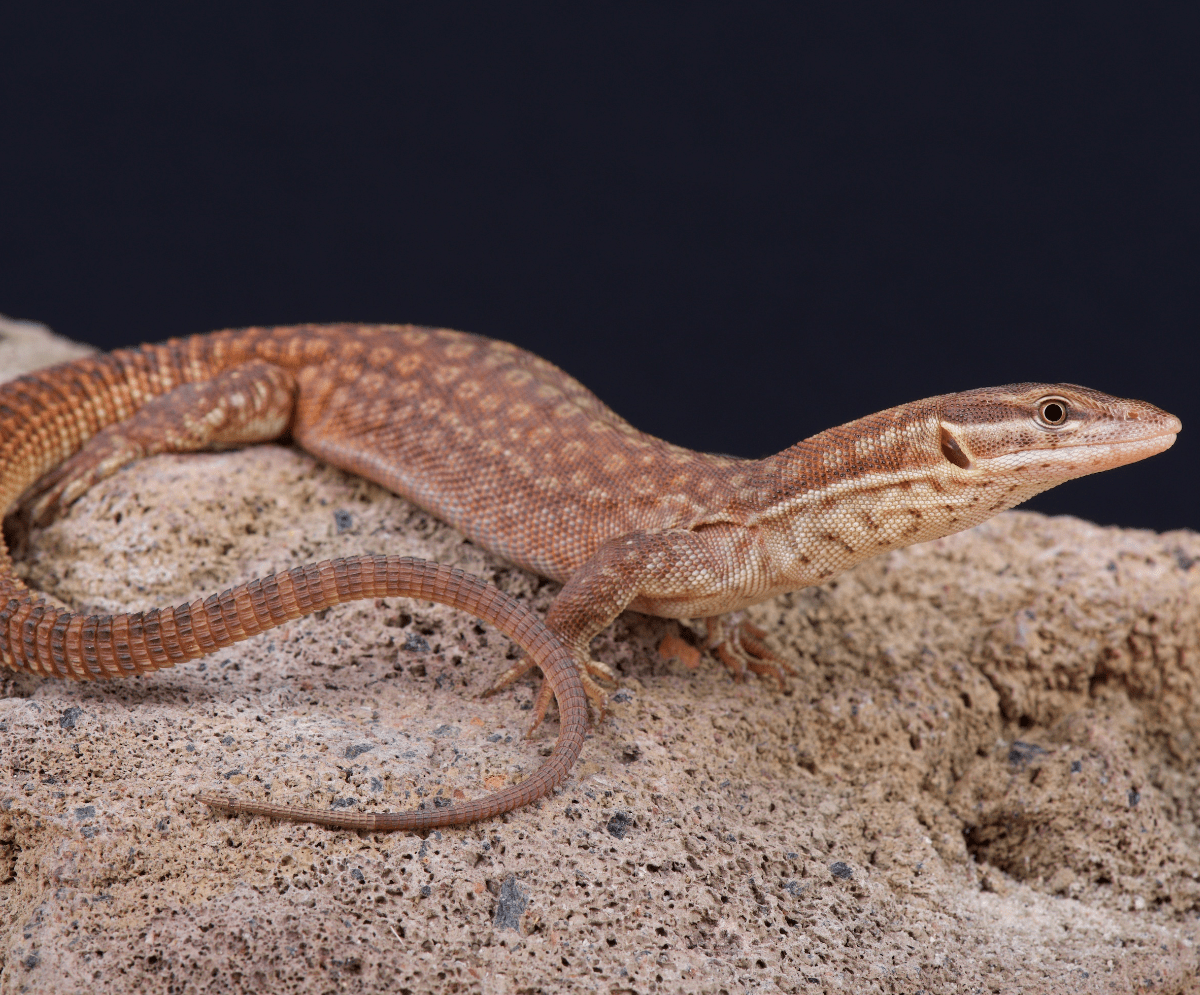 Ackie Monitors Are Loveable Tiny Lizards With Big Attitude