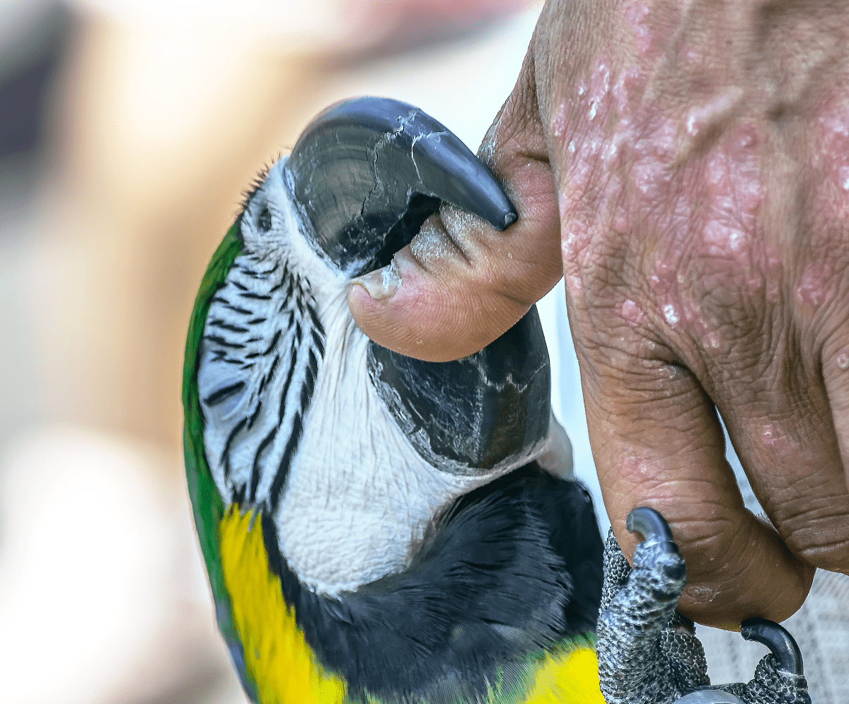 Why is My Bird Biting Me All of a Sudden?