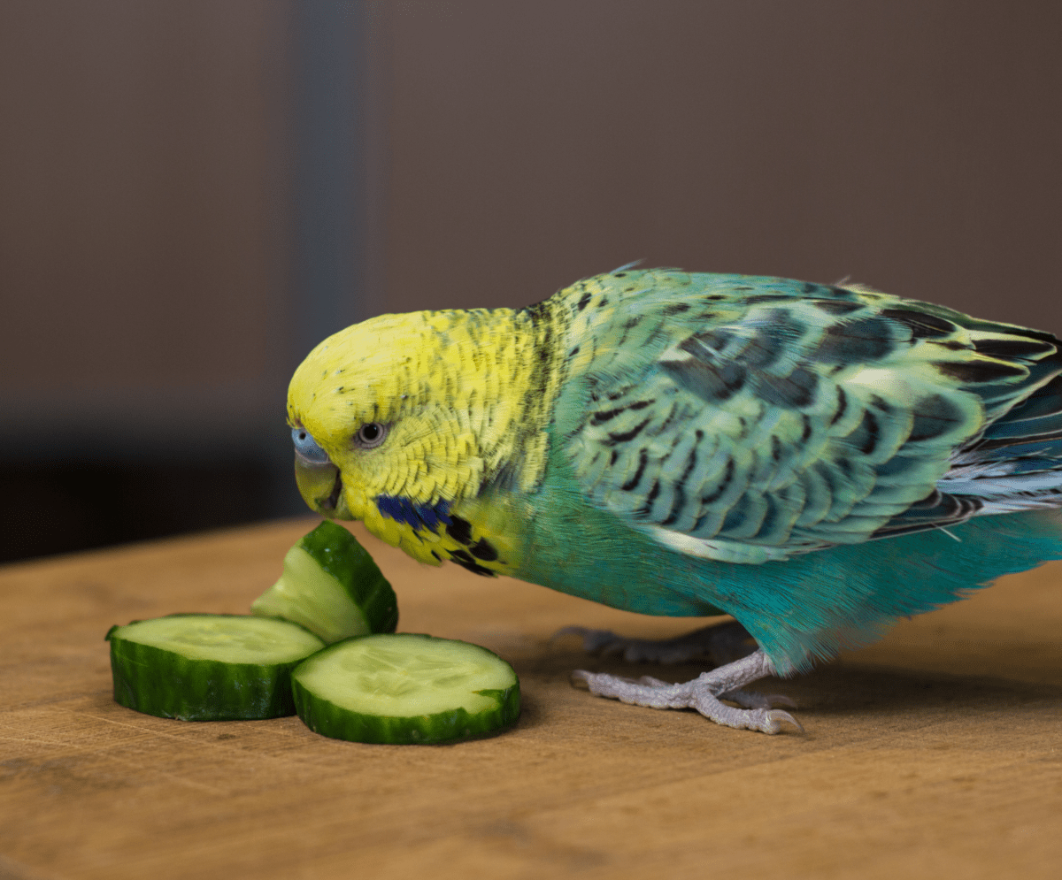 Do Birds Love Their Owners?