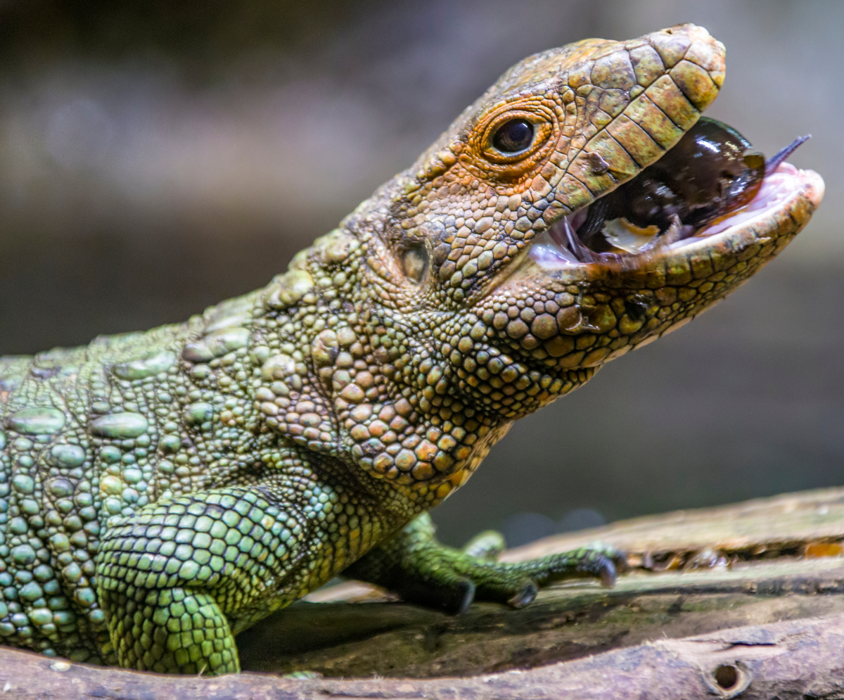 Mysterious Caiman Lizard Are A Reptilian Marvel