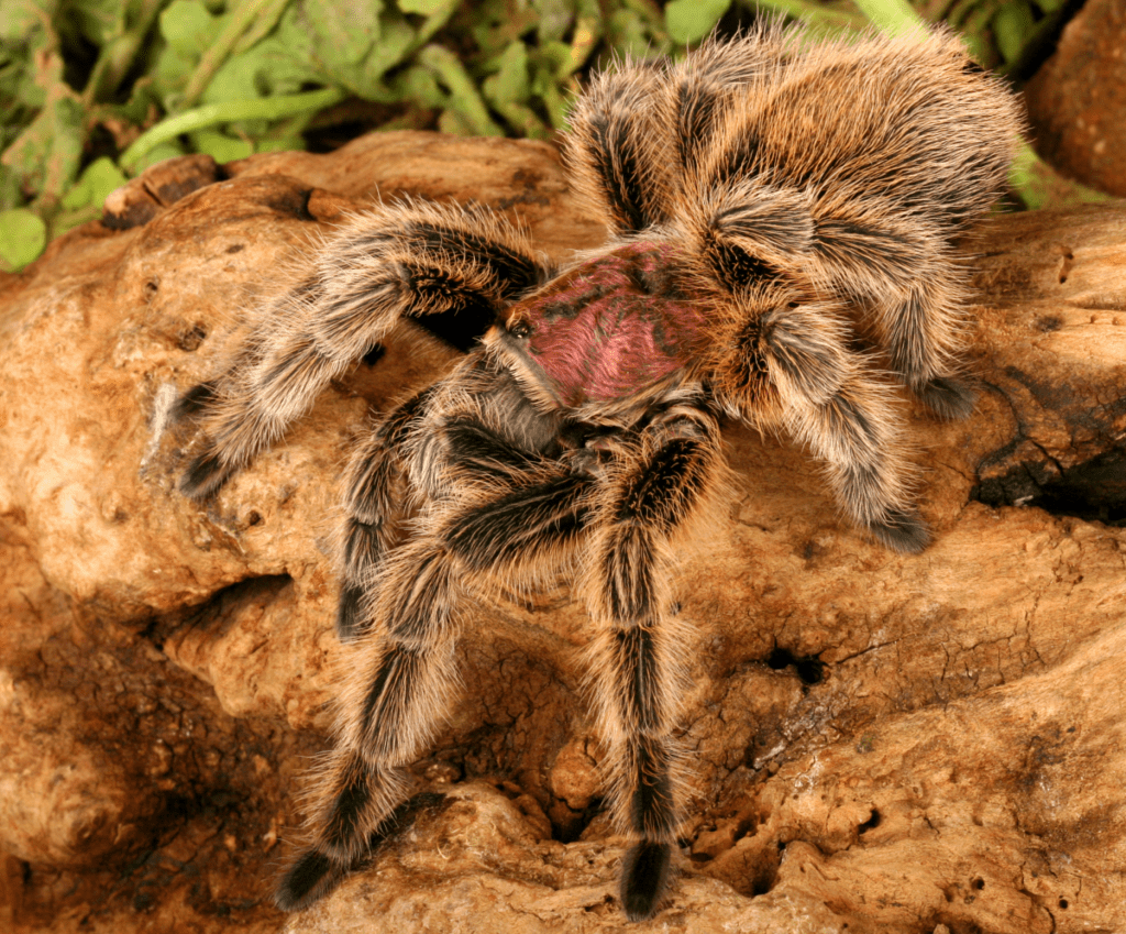 The Chilean-Rose-tarantula comes home