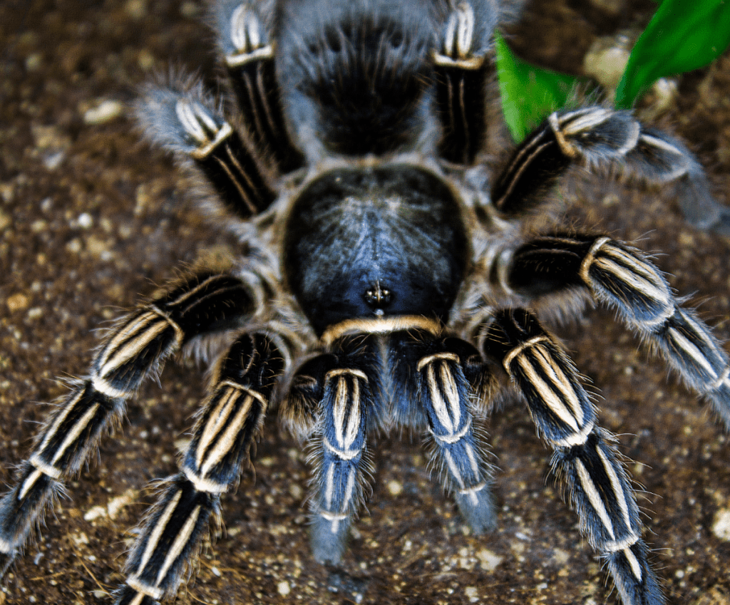 The Costa-Rican-Zebra-tarantula looks at the ground looking for worms