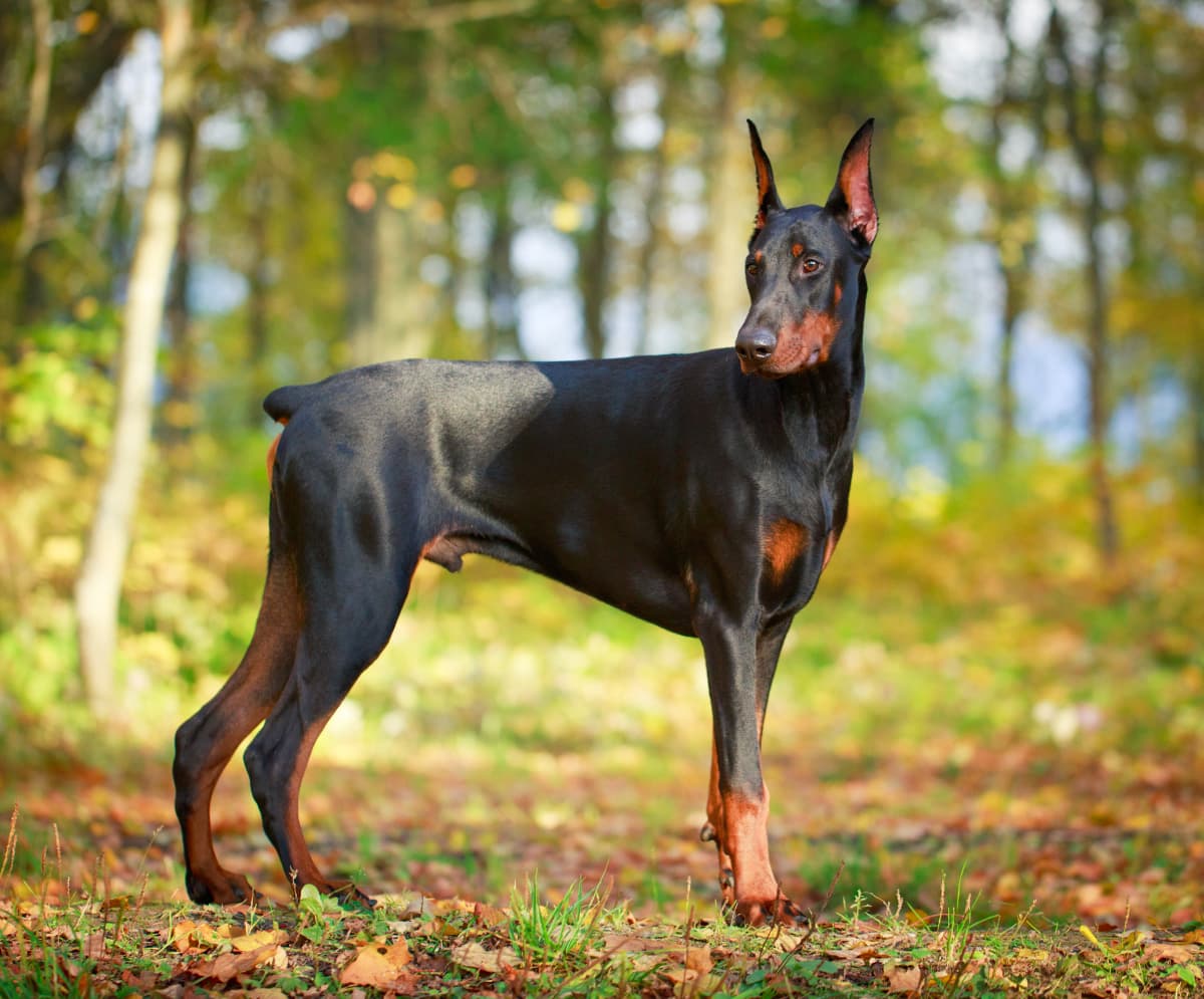 A black and tan doberman standing in the woods.