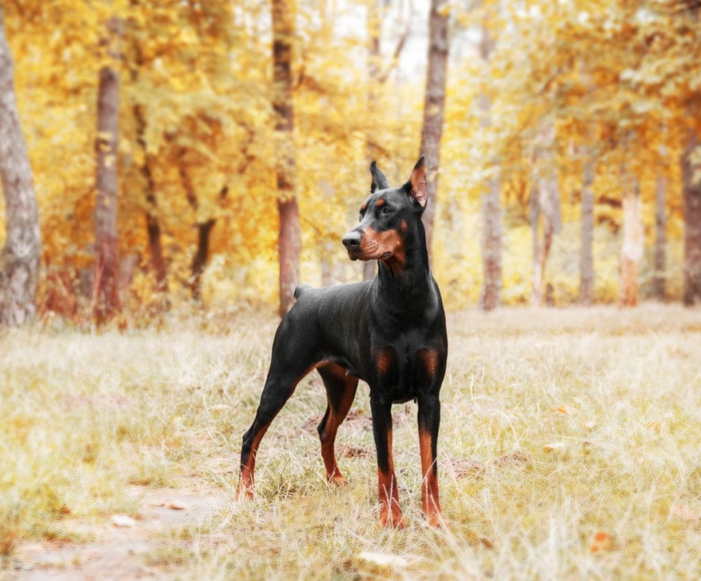 A black and tan doberman standing in the woods.
