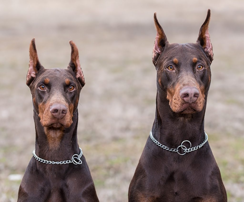 Two doberman pinschers standing in a field.