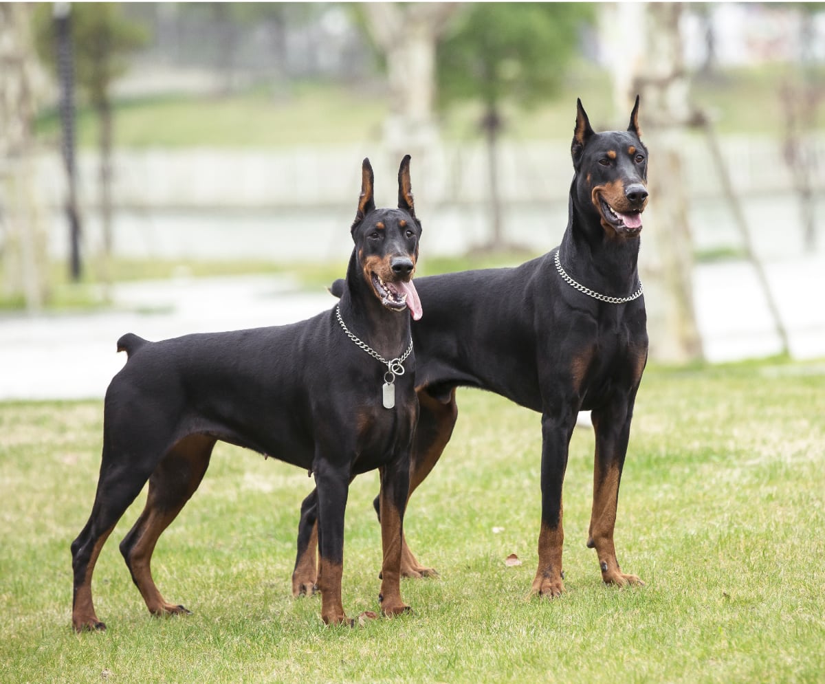 Two black and brown dobermans standing in the grass.