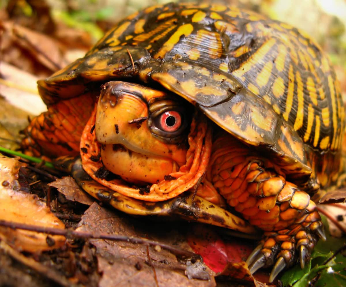 Decoding Reptiles That Like to be Held Causes and Symptoms