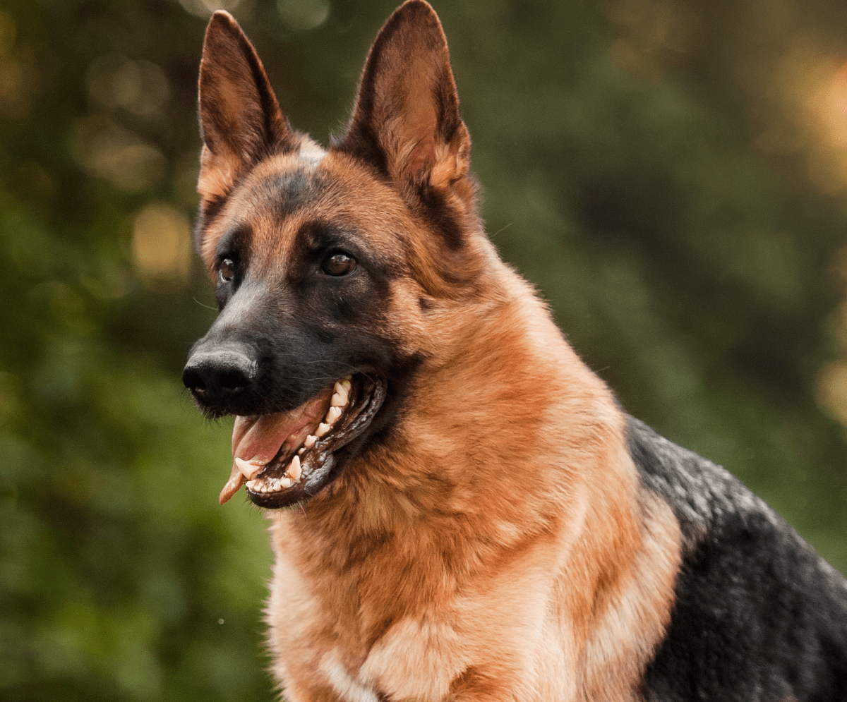 Top 10 Most Mouthy Dog Breeds