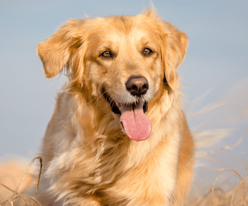 Retrievers love running, a golden retriever running through a field