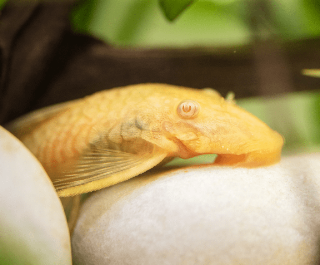 The Plecostomus sleeping on the rocks