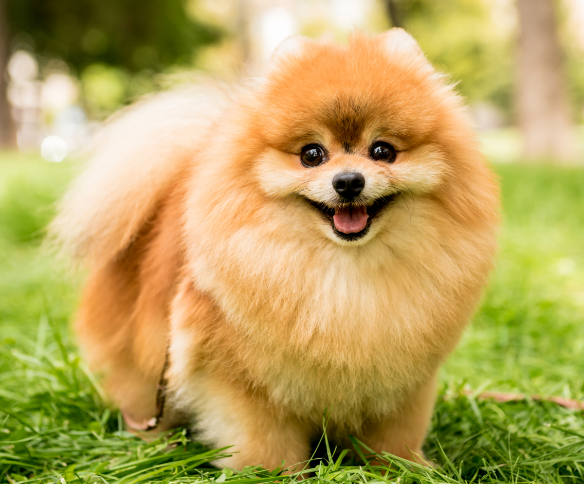 Pomeranians are Adorable and Loyal Companions