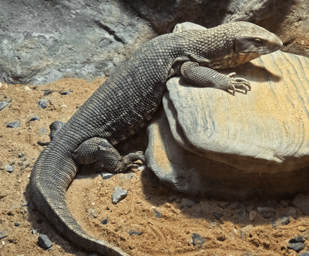 The Savannah-Monitor trying to climb a rock