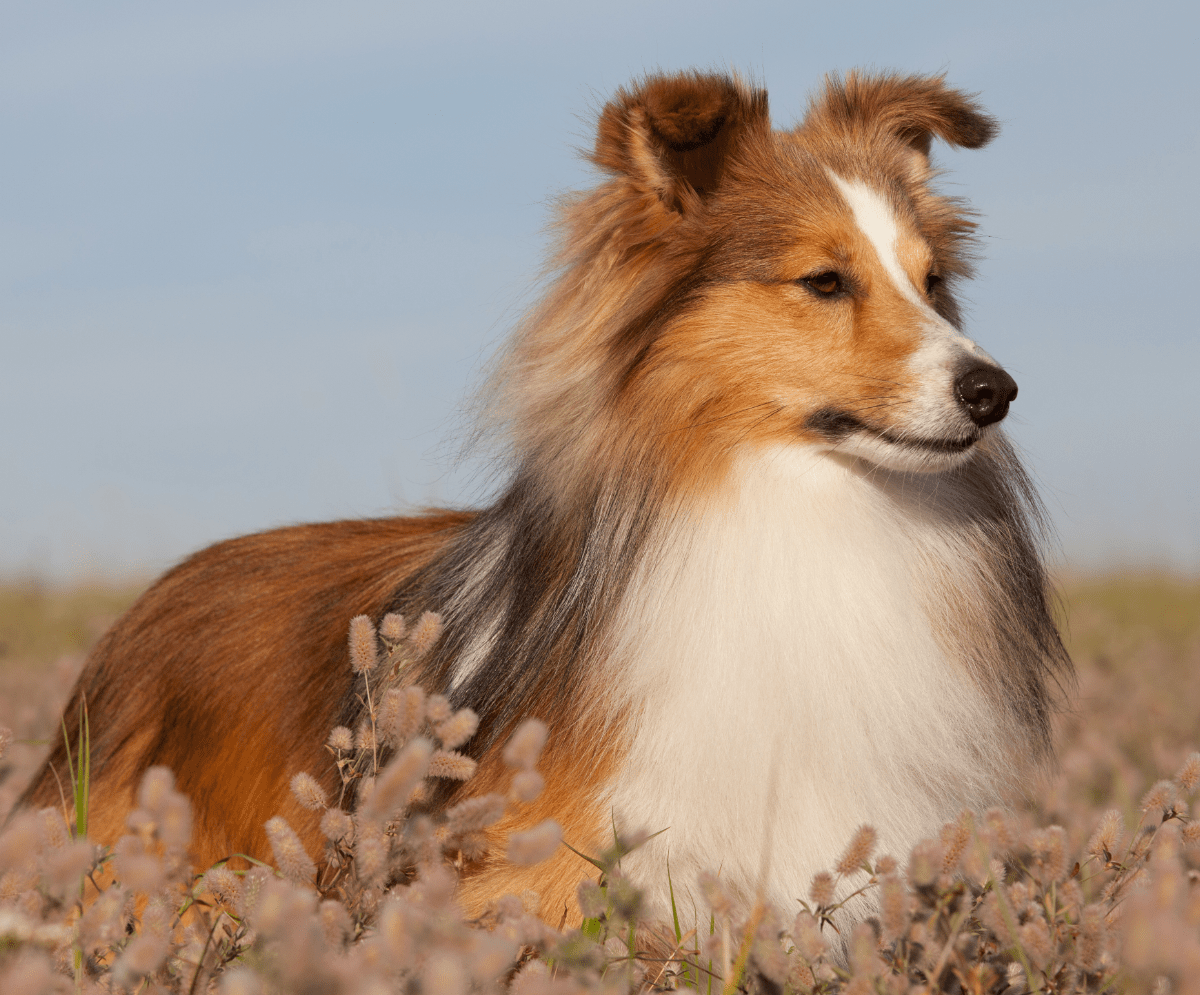 Low Maintenance Pets That Like to Cuddle Lots of hugs!