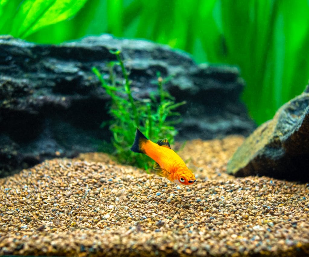 The Wagtail-Platies scans the bottom hoping to see something useful