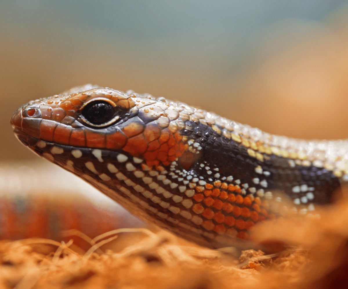 A close up of an orange and black lizard.