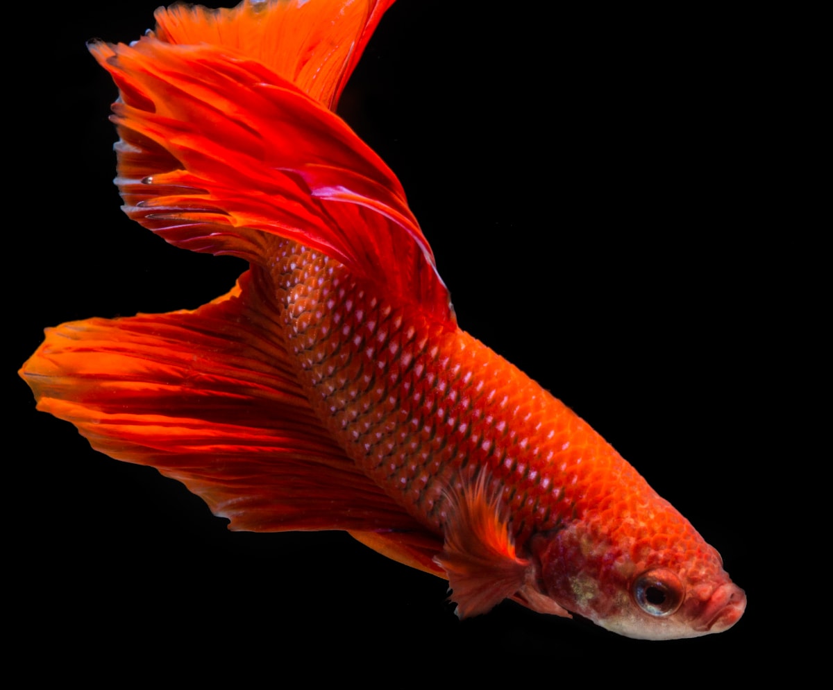 A siamese fighting fish swimming on a black background.