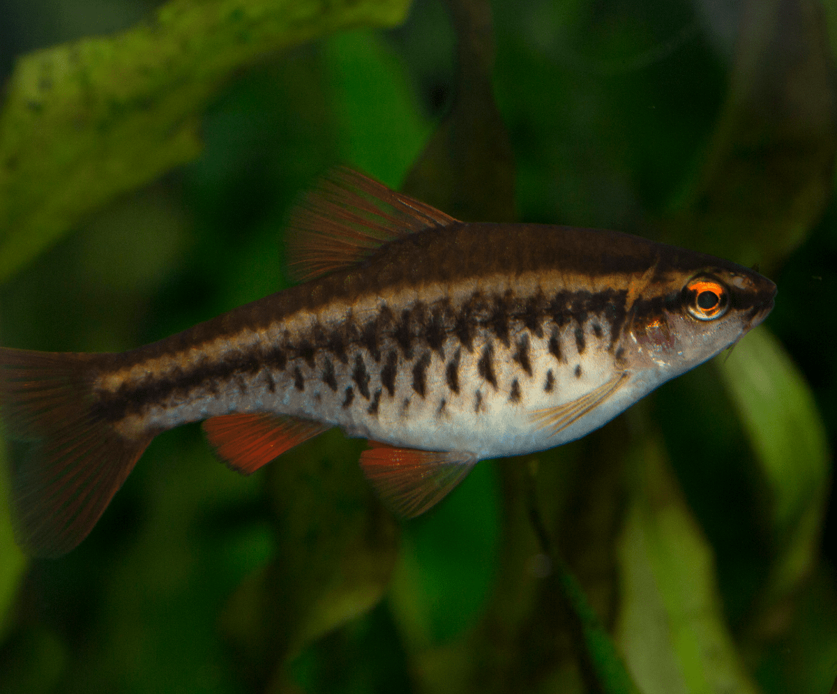 A small fish swimming in an aquarium.