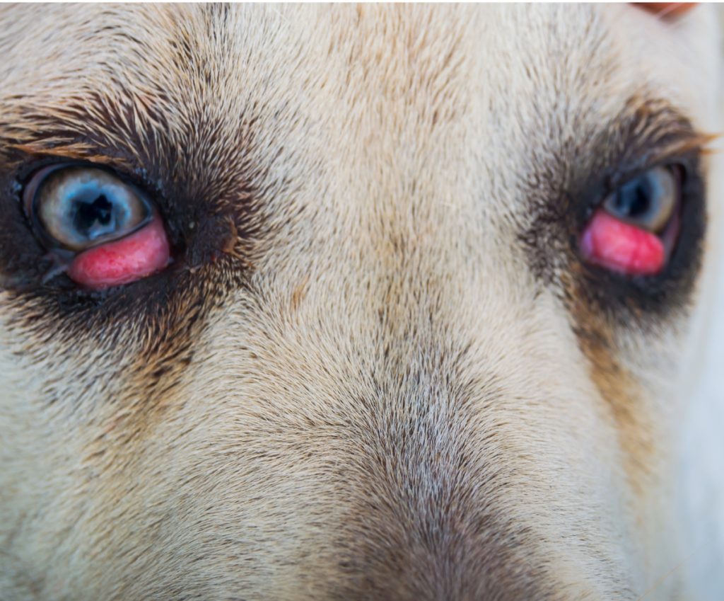 a close up of a dog with cherry eye