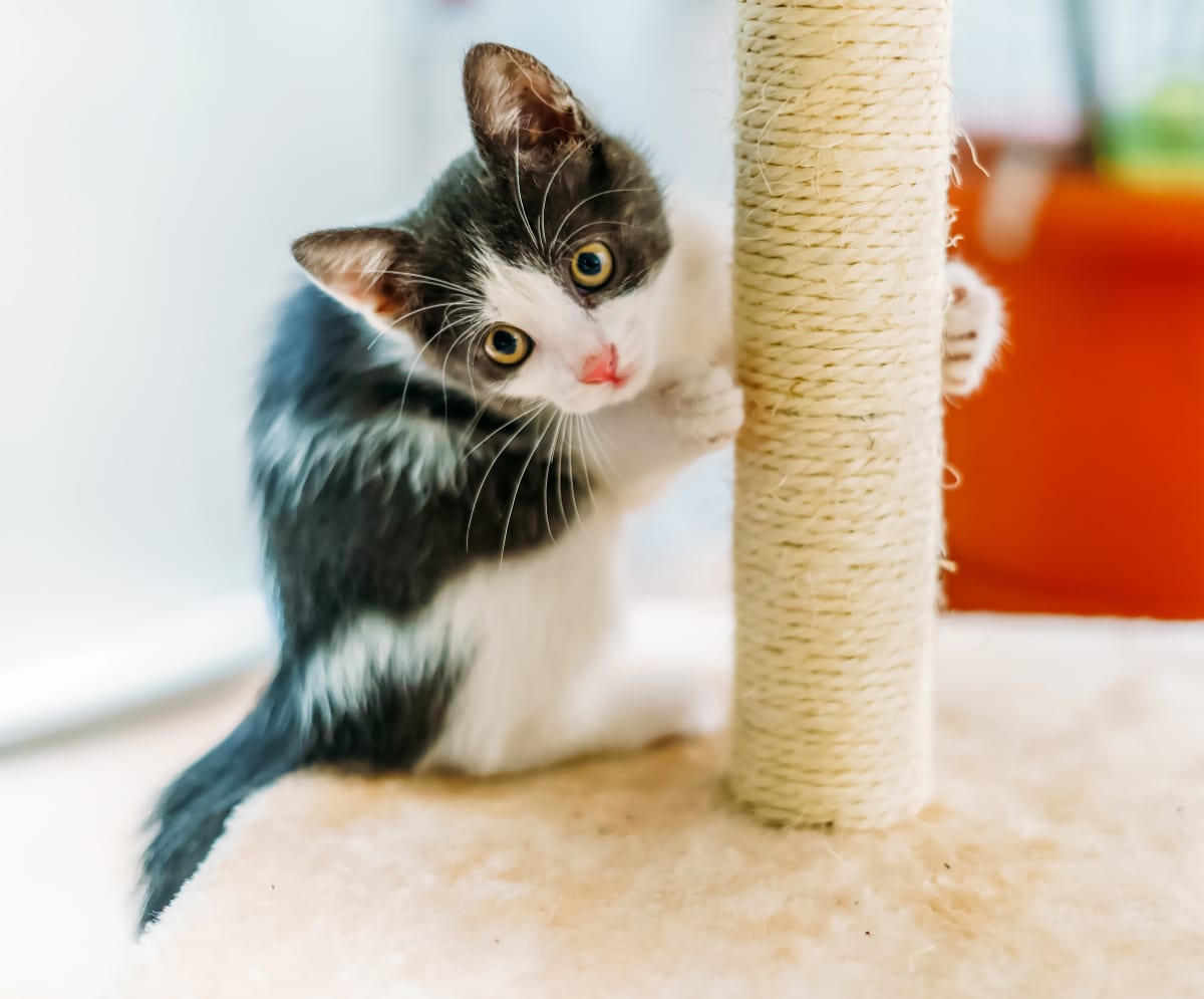 How to Move Internationally With a Cat