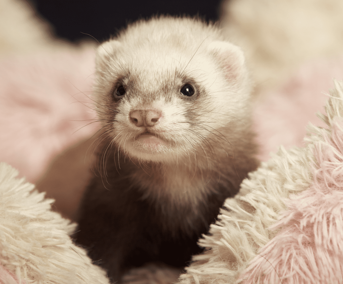 Do Ferrets Like To Cuddle?