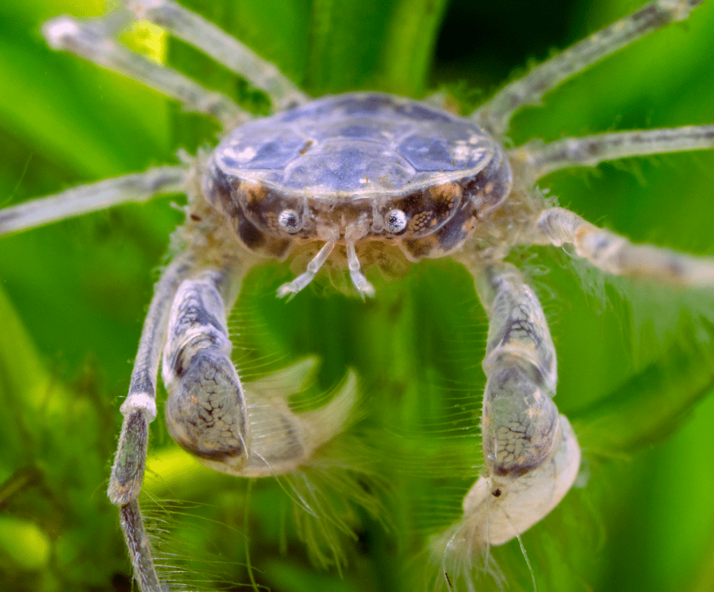 a close up of a thai micro crab