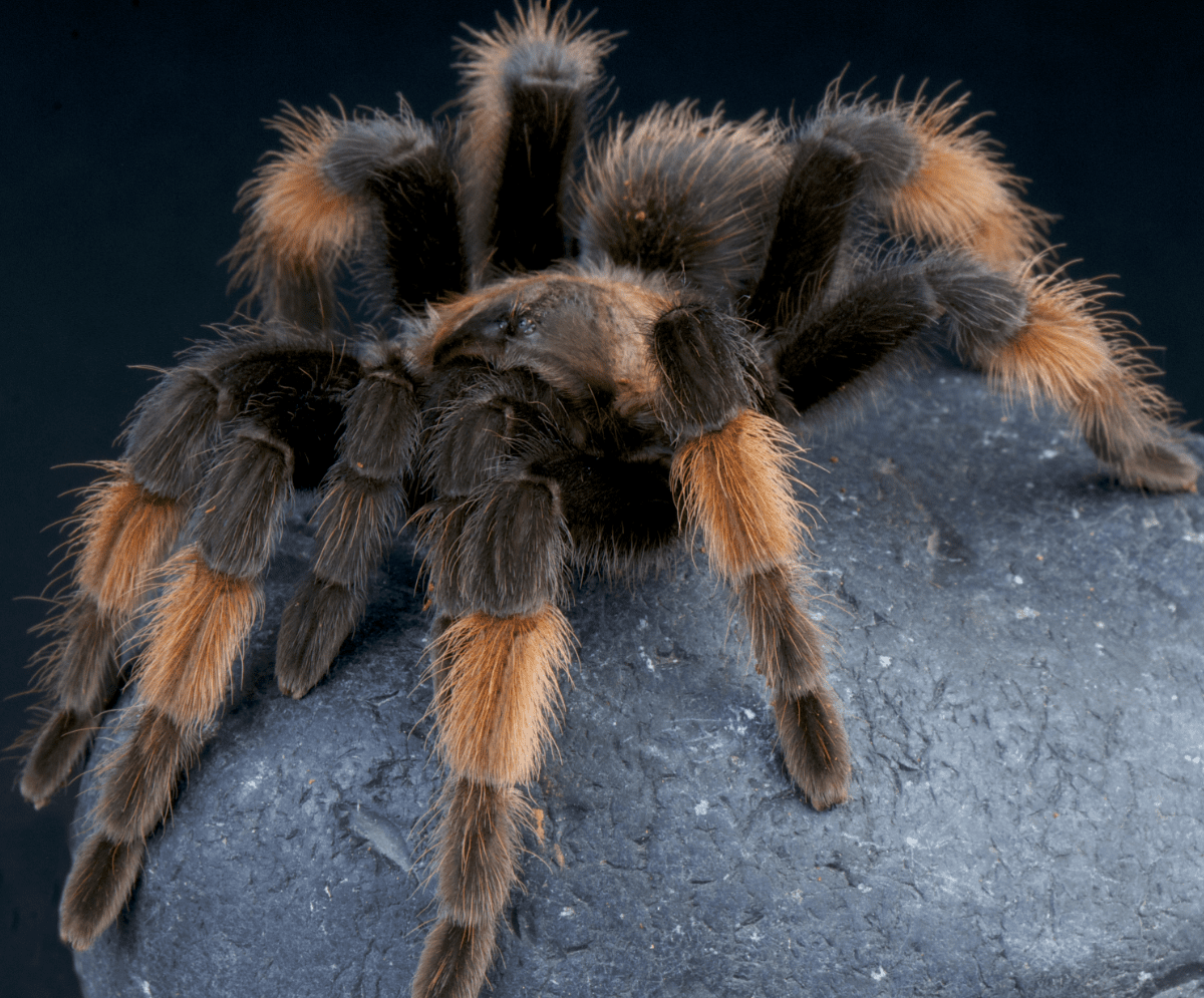 Mexican Redleg Tarantulas: Unusual Eight-Legged Wonders