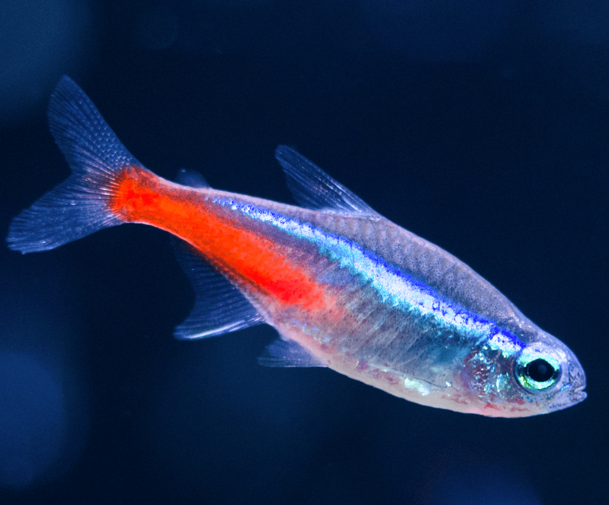 The neon-tetra decided to go home and have a great nap