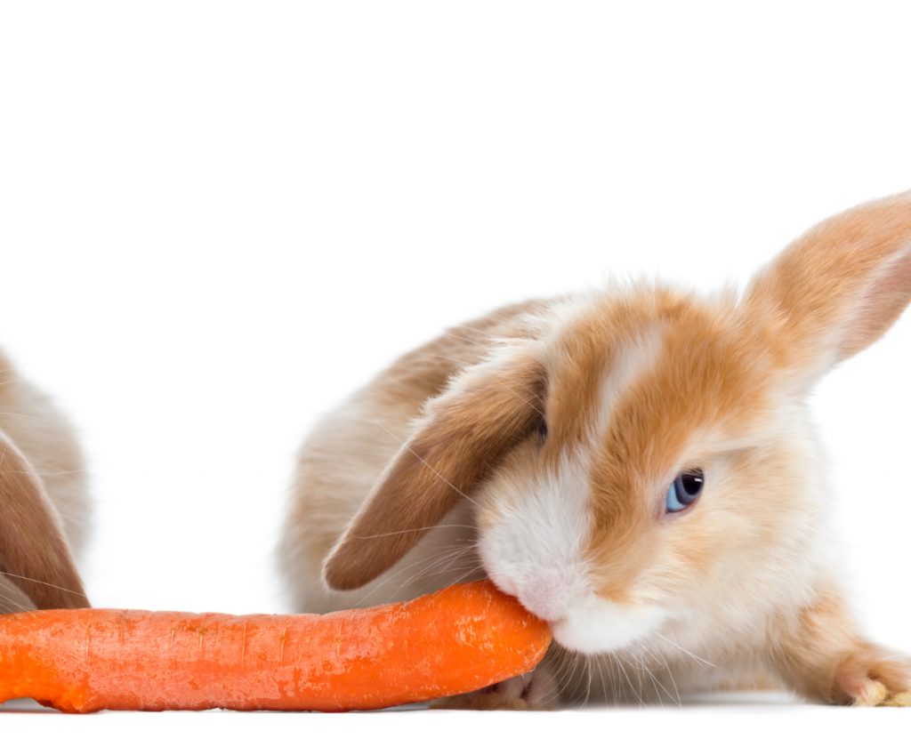 The rabbit happily eats carrots