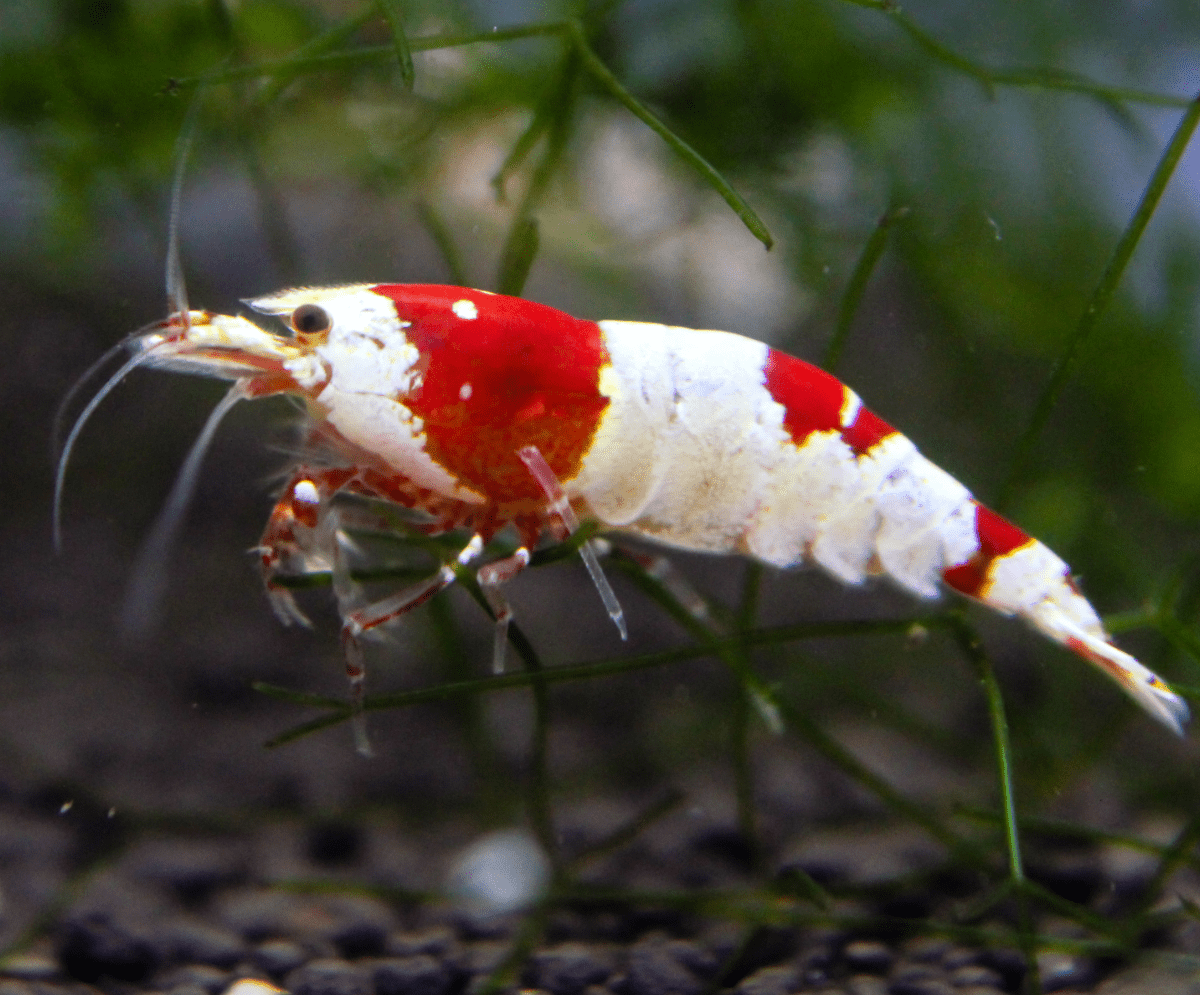 Freshwater Shrimp: Tiny and Fascinating Creatures