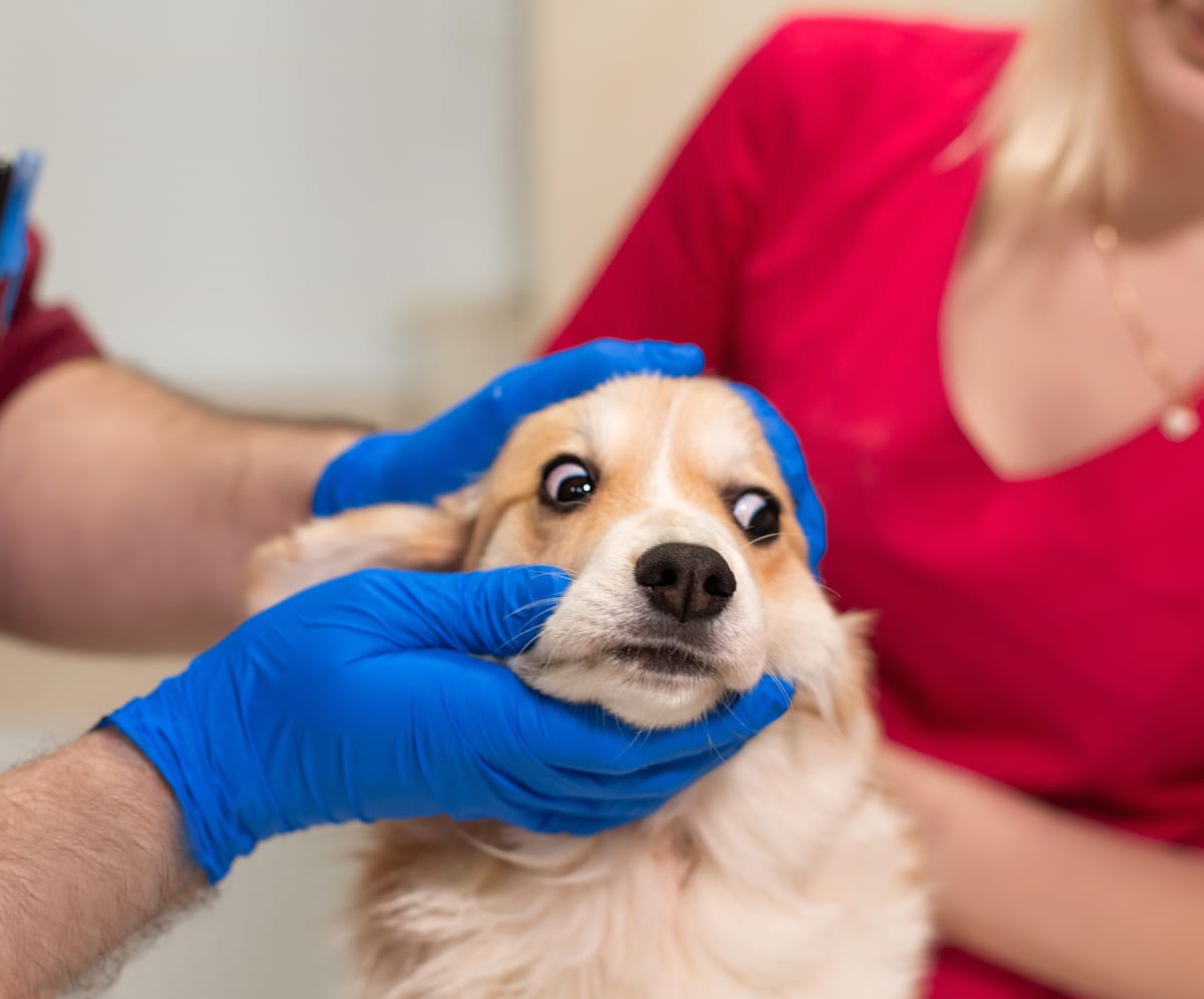 How to Stop Your Dog From Shedding Hair?
