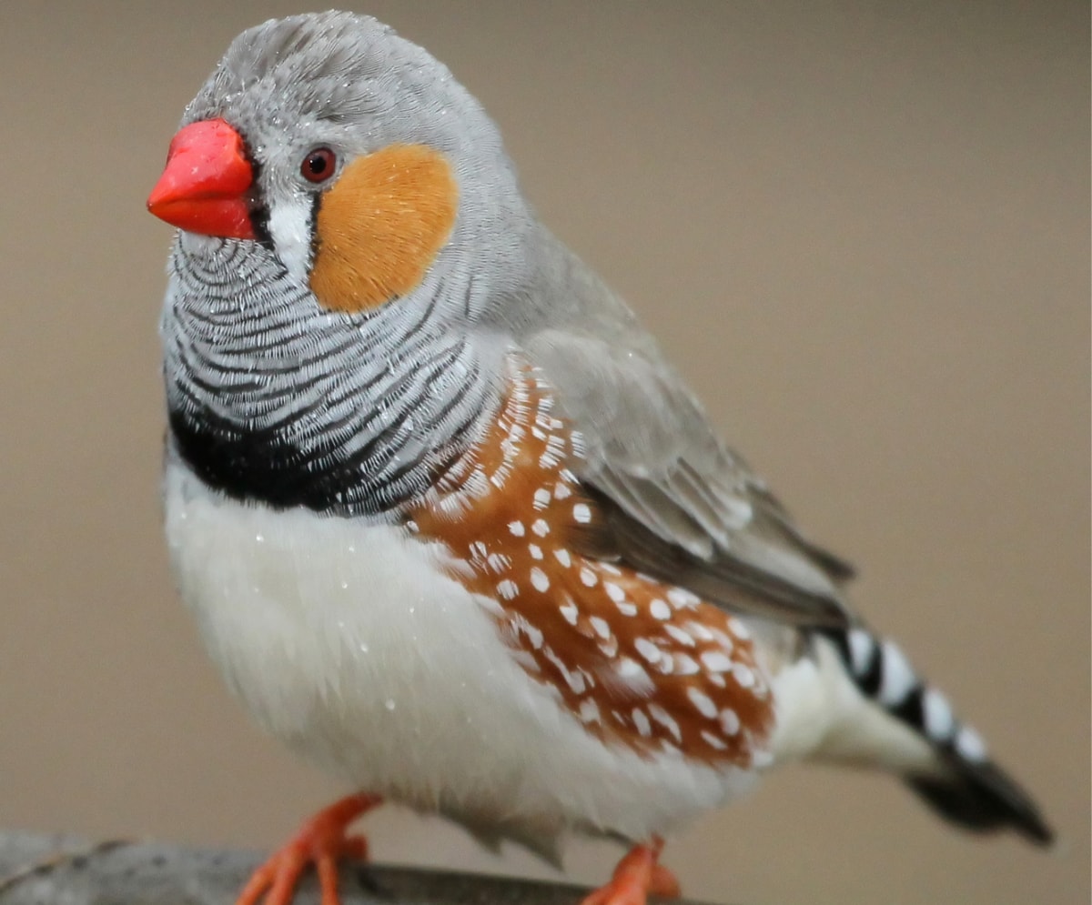 Finches: Nature's Delightful Performers