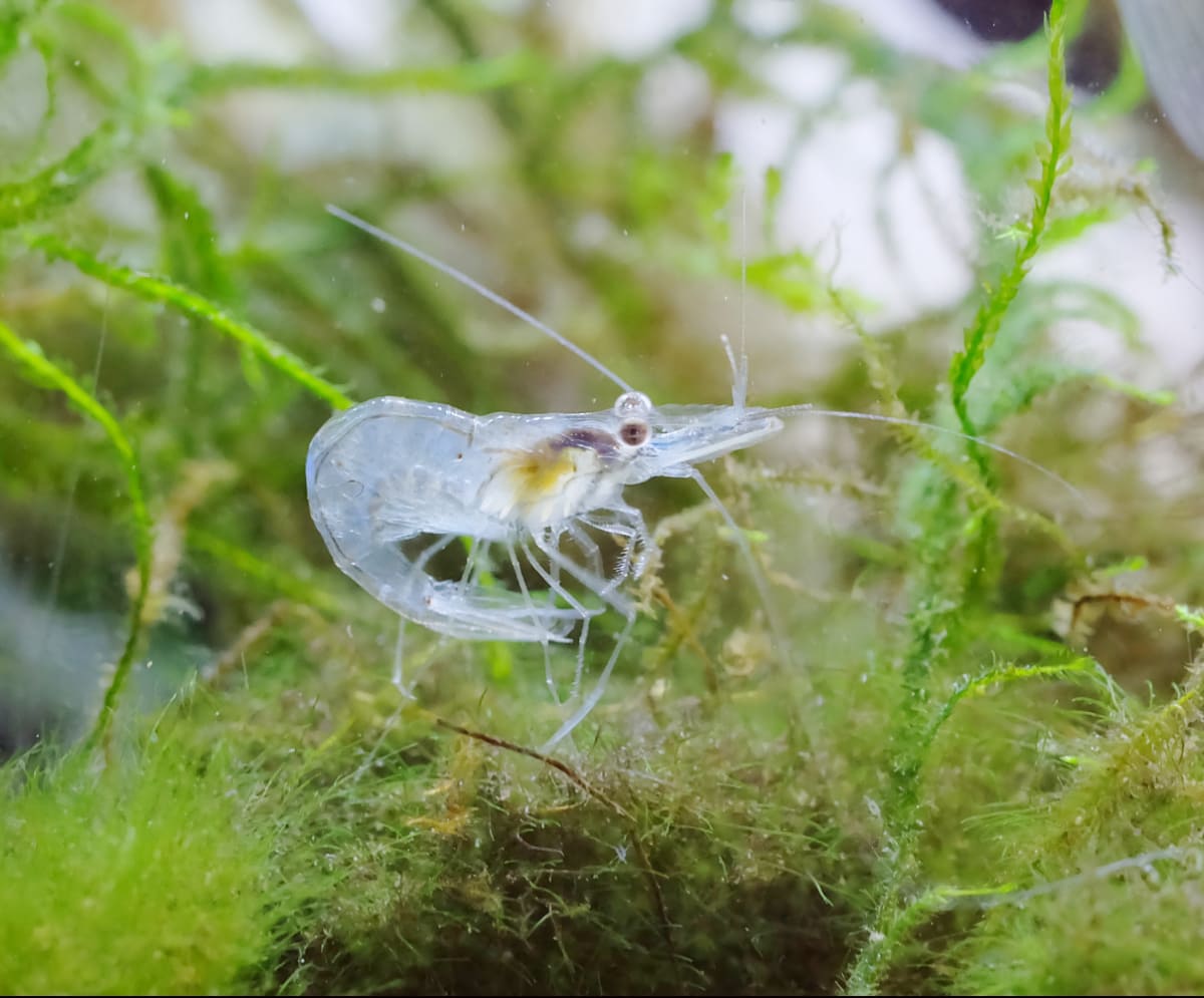 A small ghost shrimp that is sitting on top of some moss.