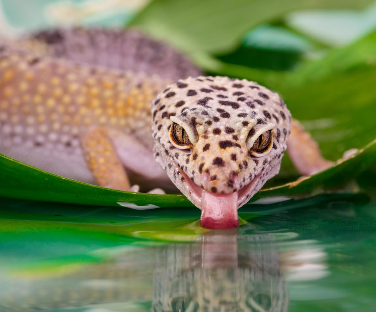 Leopard Gecko Are A Very Colorful and Friendly Pet