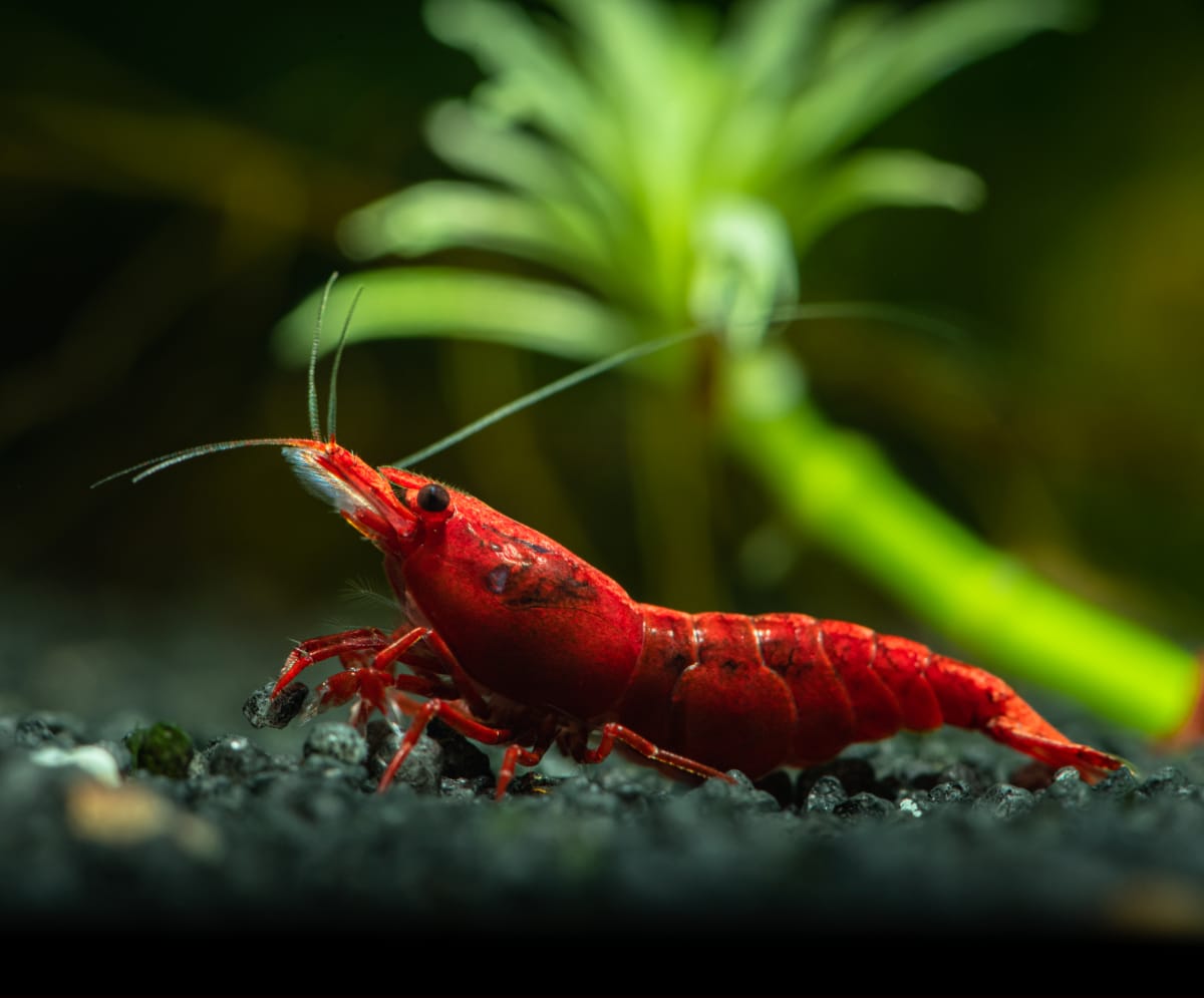 Red Cherry Shrimp A Brilliant Aquatic Pet   Red Cherry Shrimp 2 