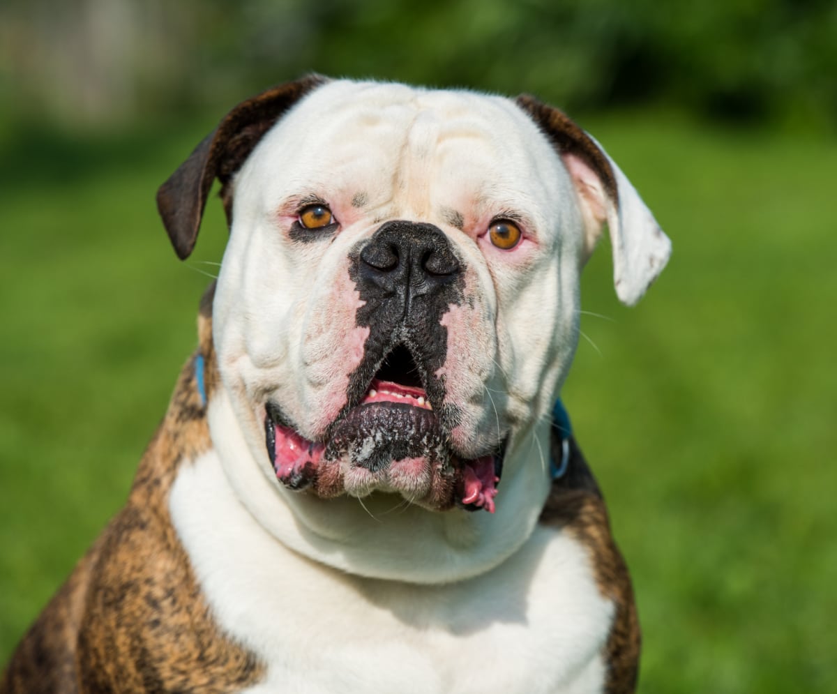 Are American Bulldogs Good Family Dogs? Find out more…