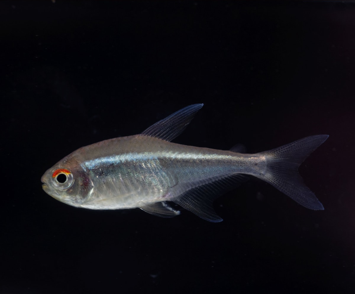 What is Black Neon Tetra? Causes, Symptoms & Treatment