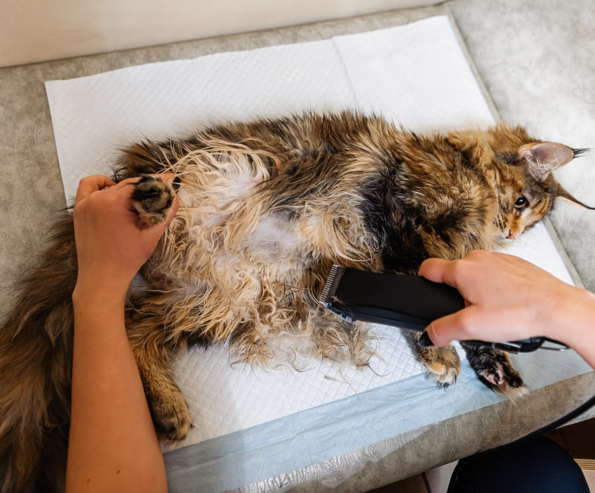 Feline Tumors Understood Causes, Symptoms & Treatment