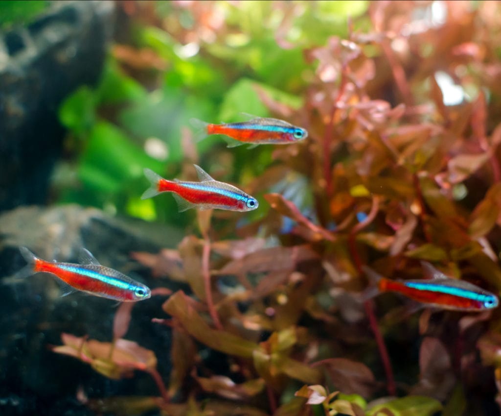 a school of neon tetra are a type of tetra fish