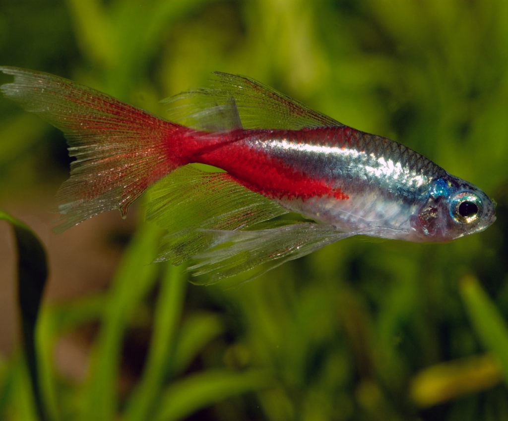 neon tetra are a type of tetra fish