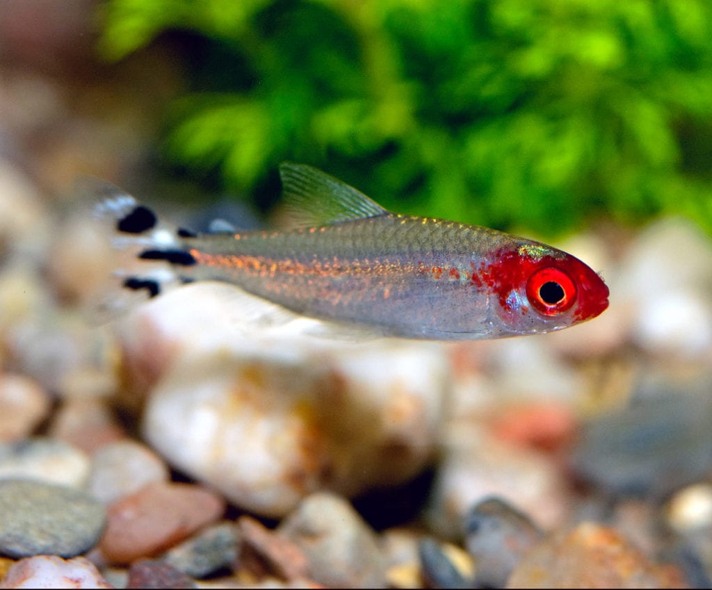 rummy nose tetra are a type of tetra fish