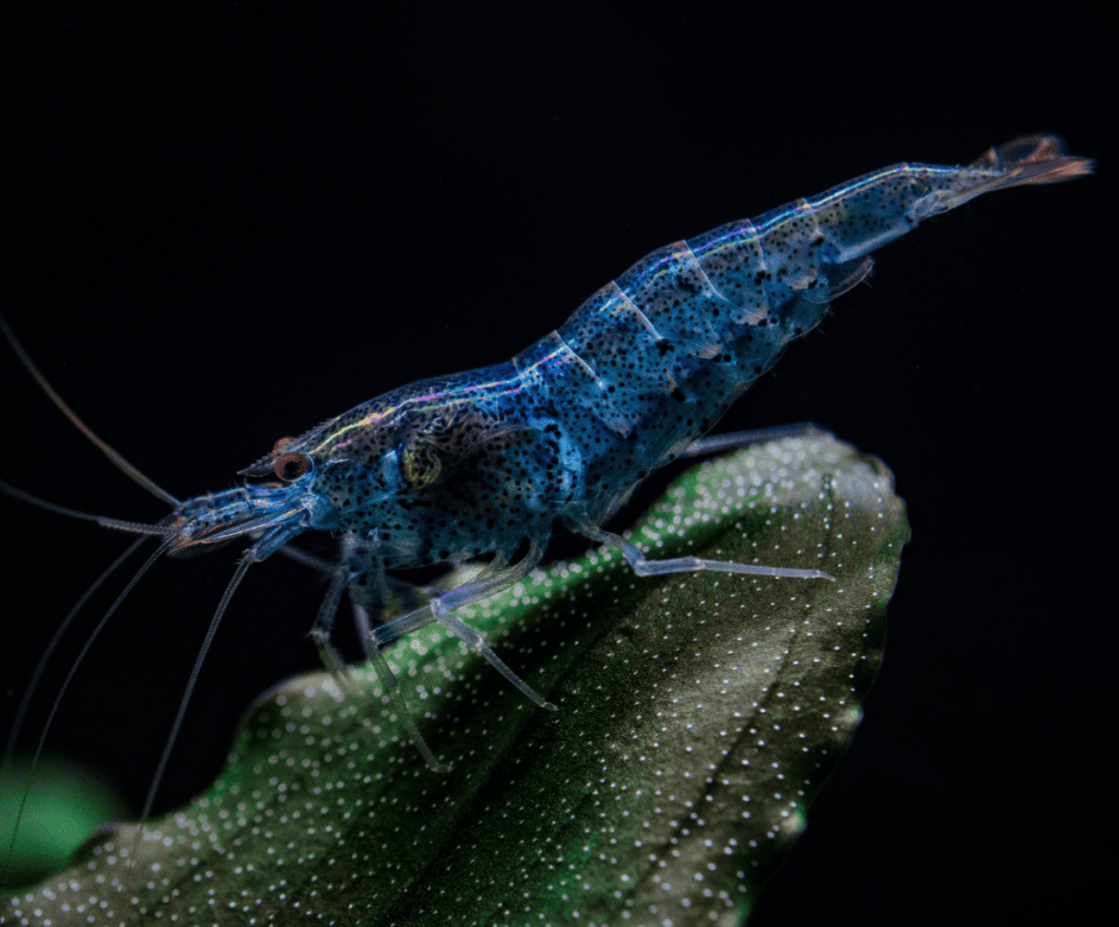 a blue tiger shrimp at the bottom of an aquarium
