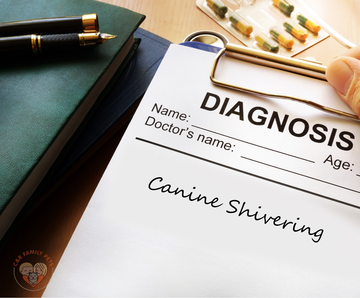 what-is-canine-shivering-causes-symptoms-treatment