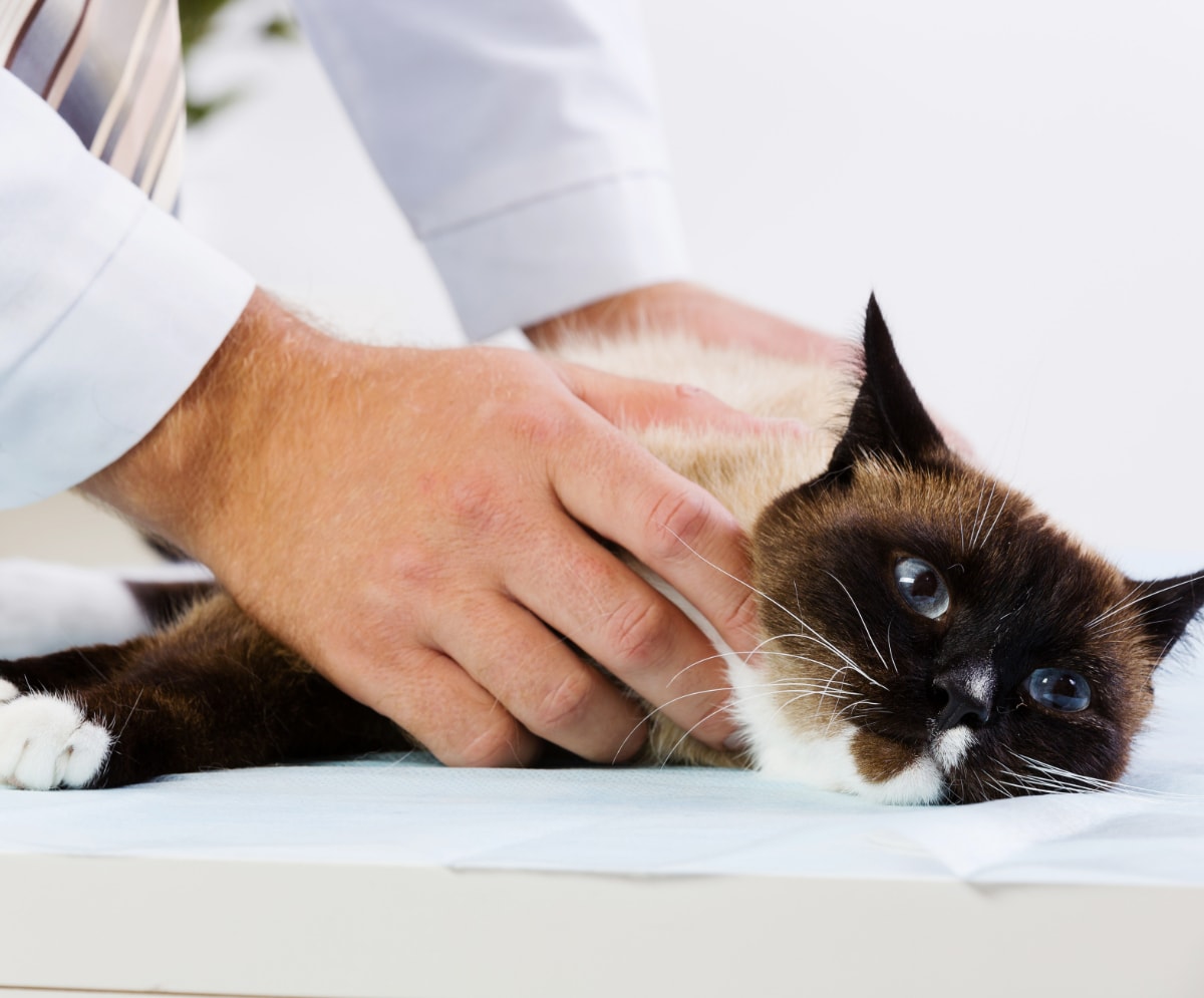 A cat being examined by a veterinarian.