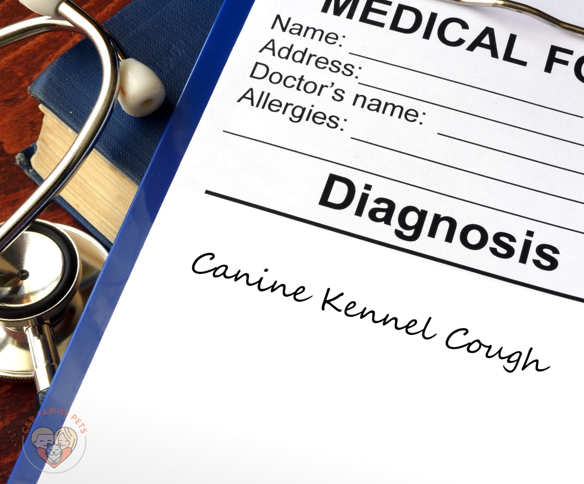 Canine Kennel Cough an easily treatable illness with meds