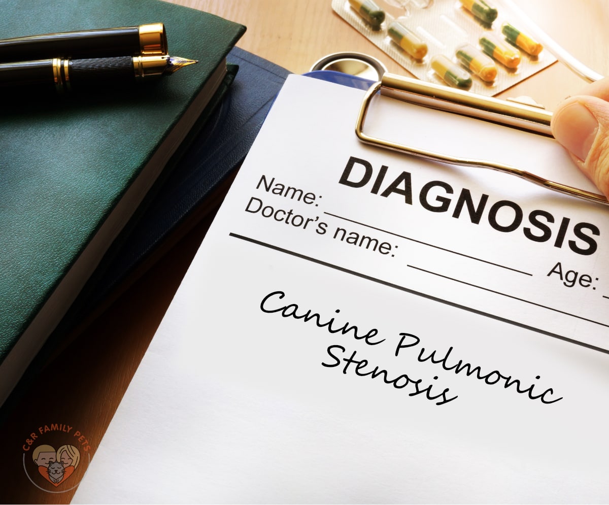 Diagnosis of canine pneumonia syndrome.