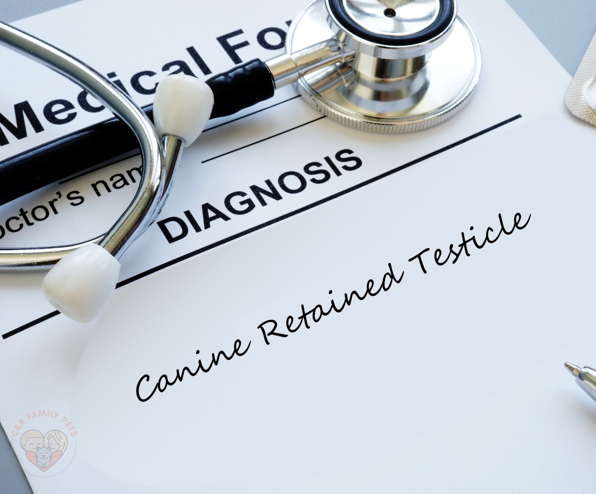 What is Canine Retained Testicle? Causes and Symptoms