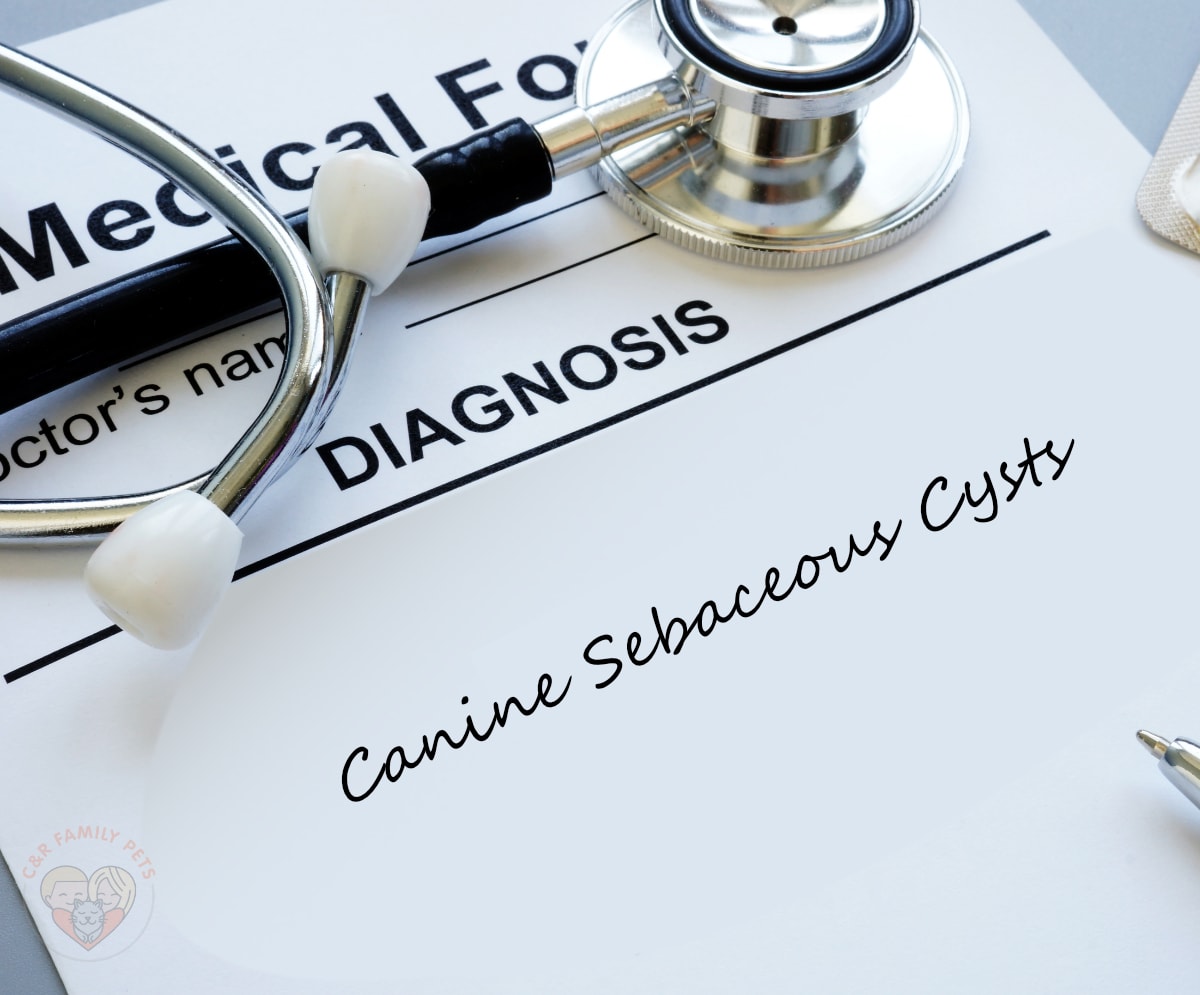 Canine Sebaceous Cysts Explained - Causes and Symptoms