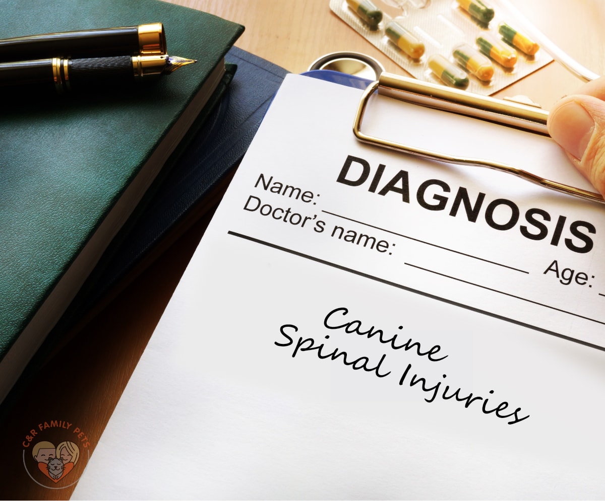 Explaining Canine Spinal Injuries Causes and Symptoms