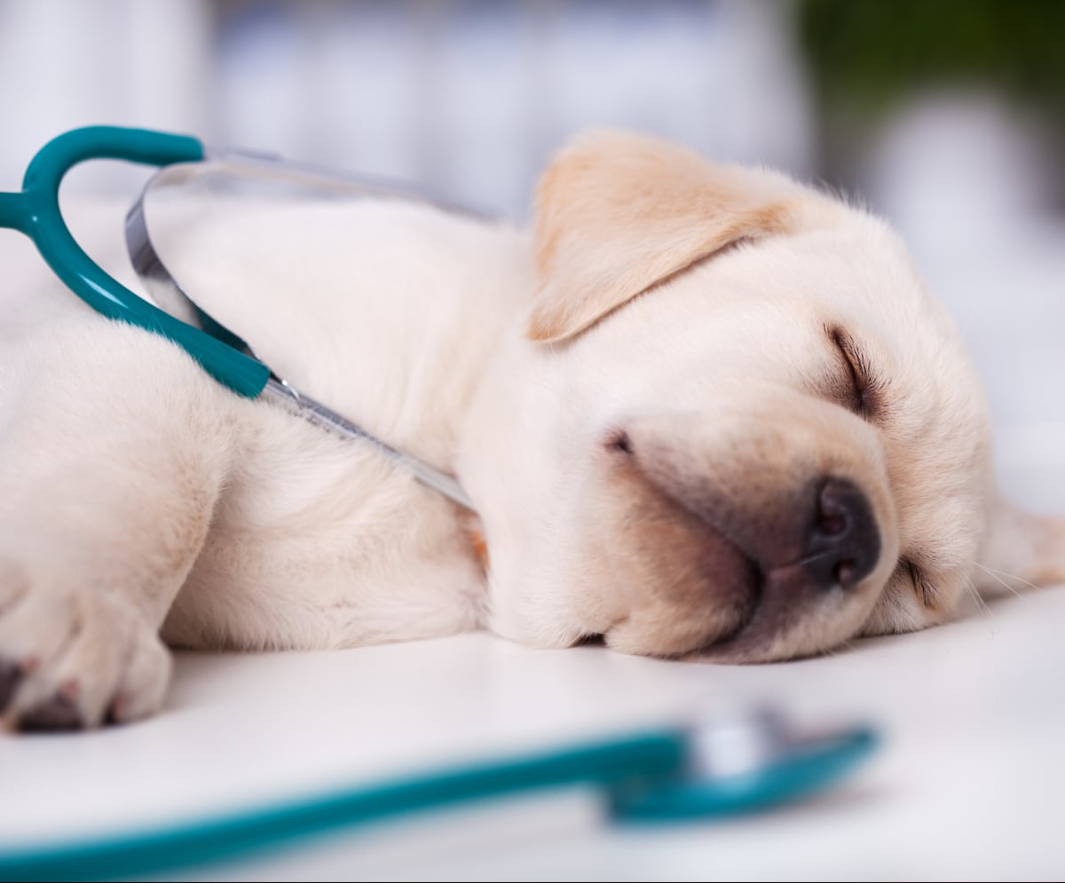 A puppy sleeping with a stethoscope.