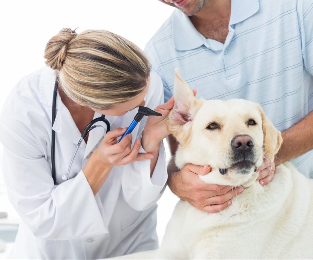 A veterinarian is examining a dog's ear.